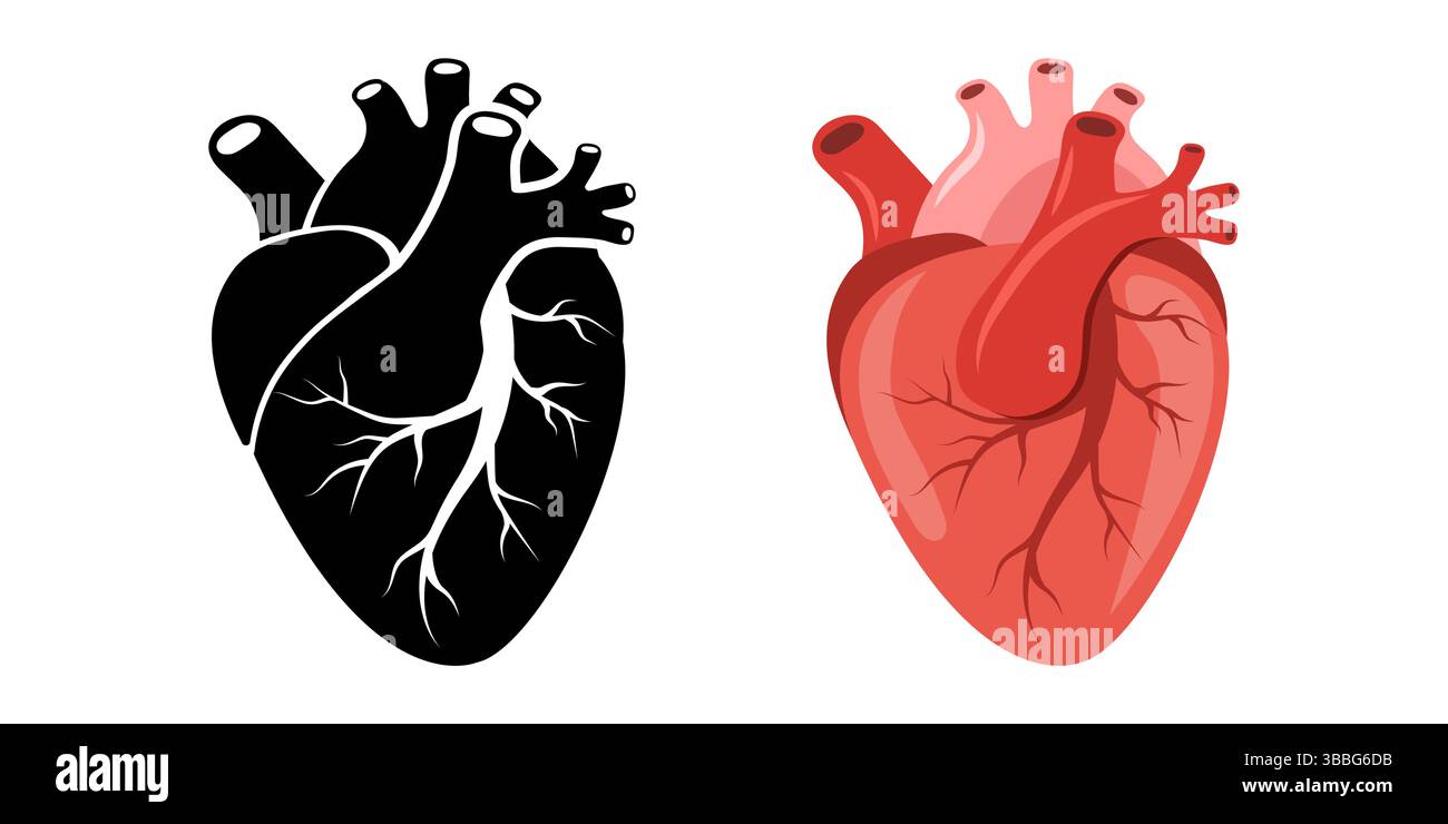 Icona del cuore umano. Rosso e nero organo interno. Concetto di cardiologia e anatomia. Illustrazione del vettore medico in stile cartoni animati piatto Illustrazione Vettoriale
