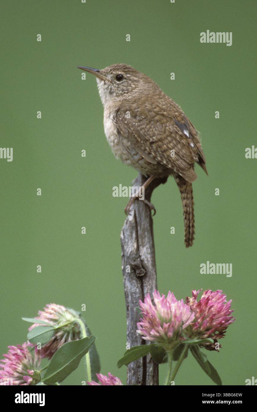 House Wren (Troglodytes aedon), Texas, Stati Uniti, Nord America Foto Stock
