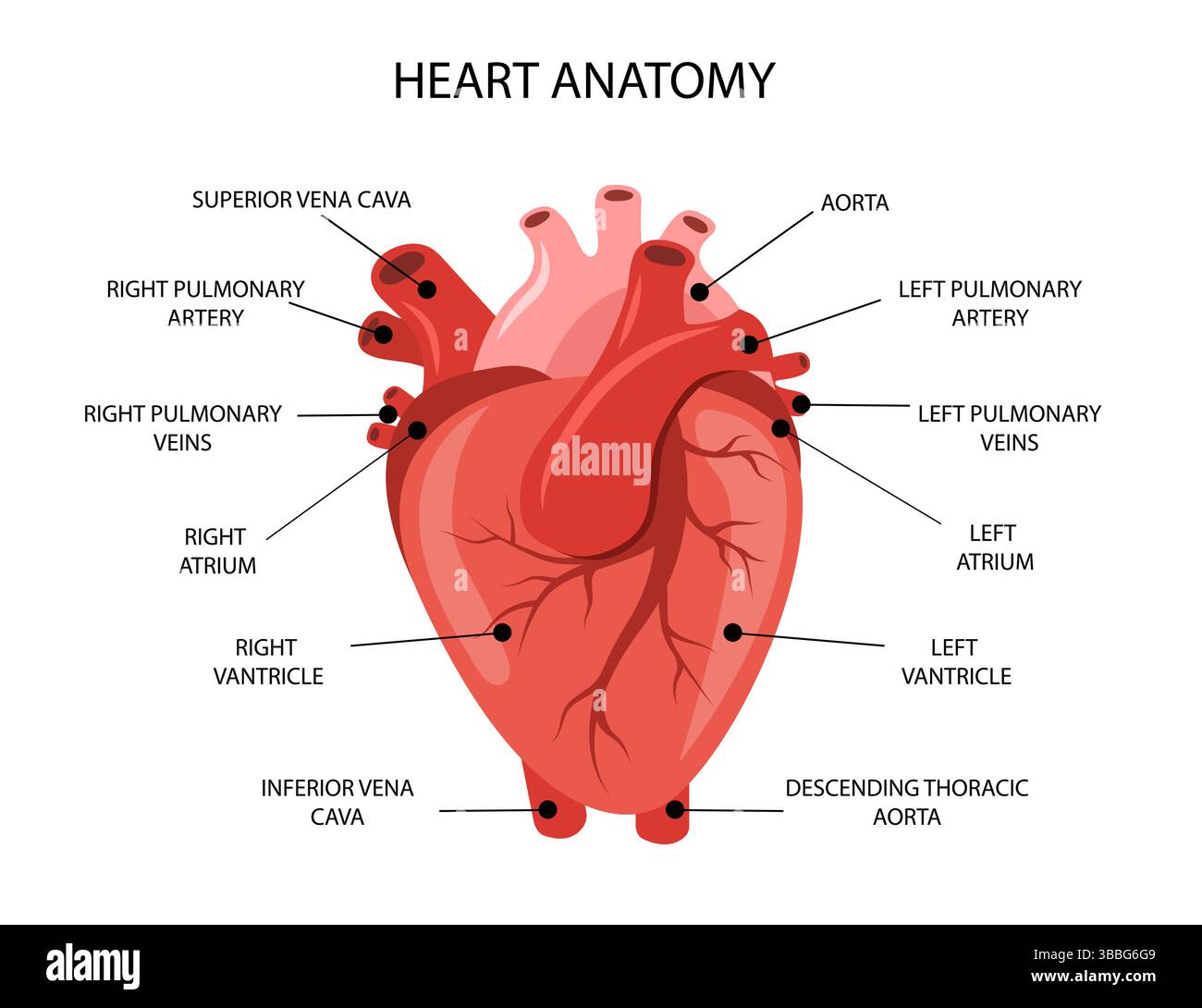 Anatomia del cuore umano. Struttura medica di organo interno. Poster informativo educativo. Illustrazione vettoriale in stile cartone animato piatto Illustrazione Vettoriale