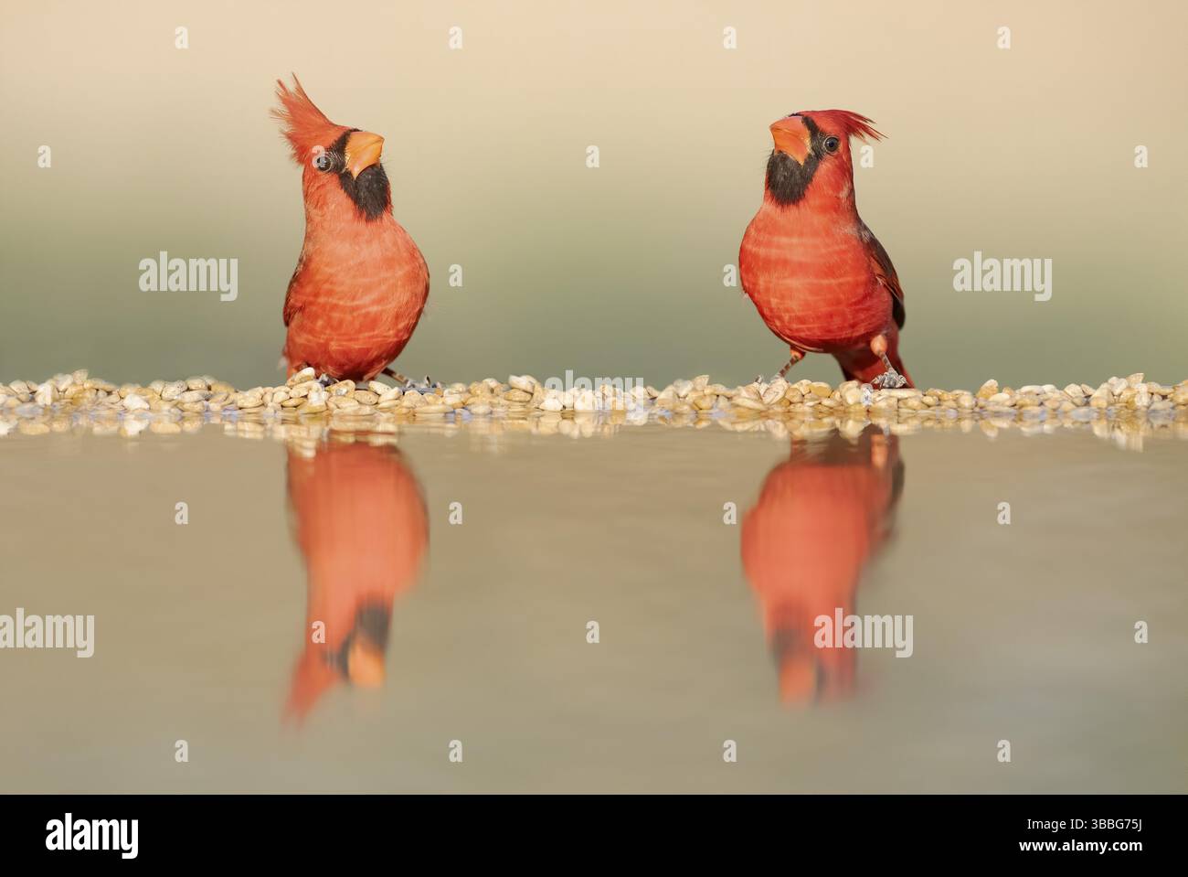 Cardinale del Nord (Cardinalis cardinalis) due maschi in una pozza d'acqua, Texas, Stati Uniti, Nord America Foto Stock