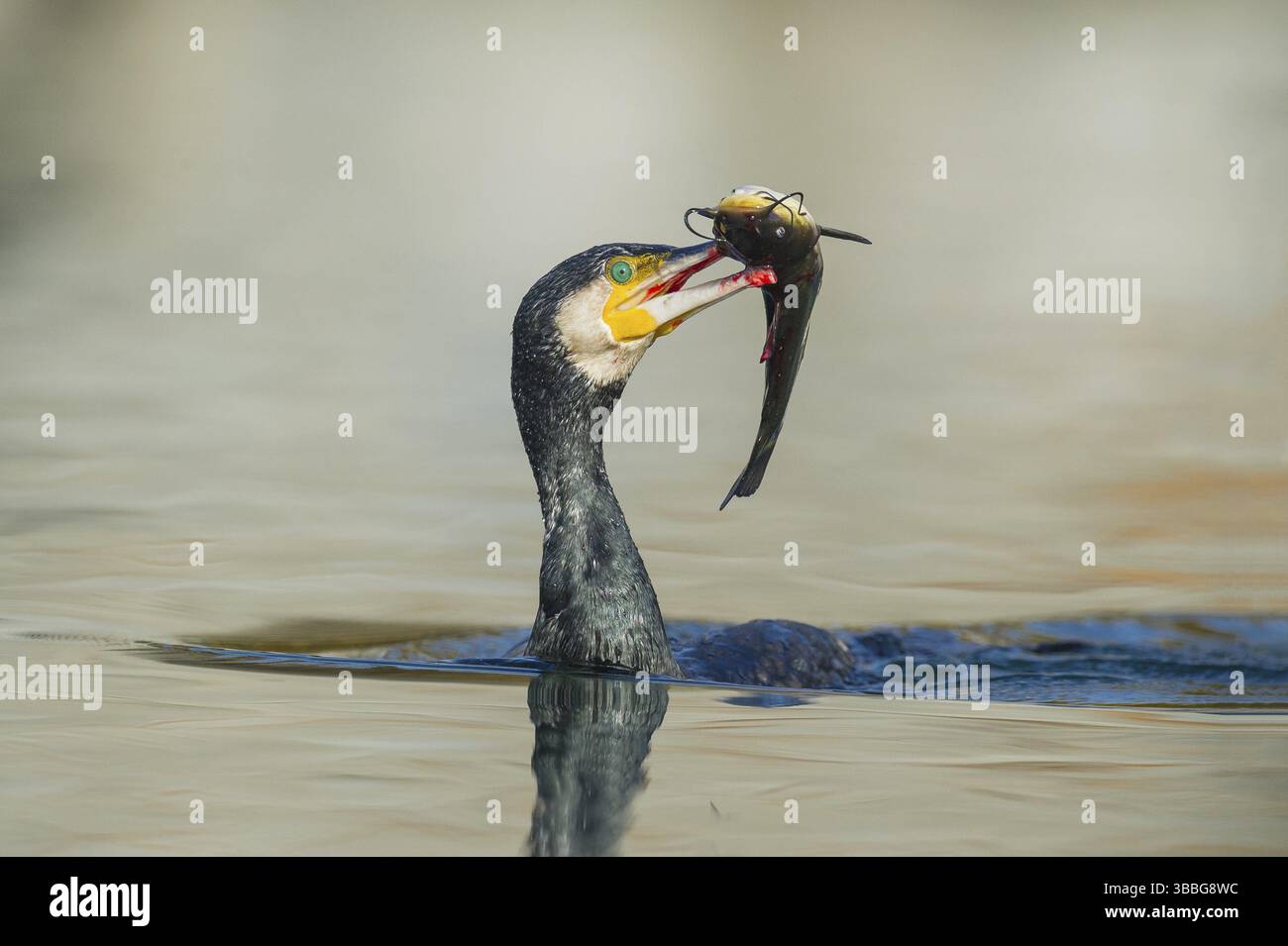 Grande cormorano (Phalacrocorax carbo) con la punta nera (Ameiurus melas) preda in becco, Piemonte, Italia, Europa Foto Stock