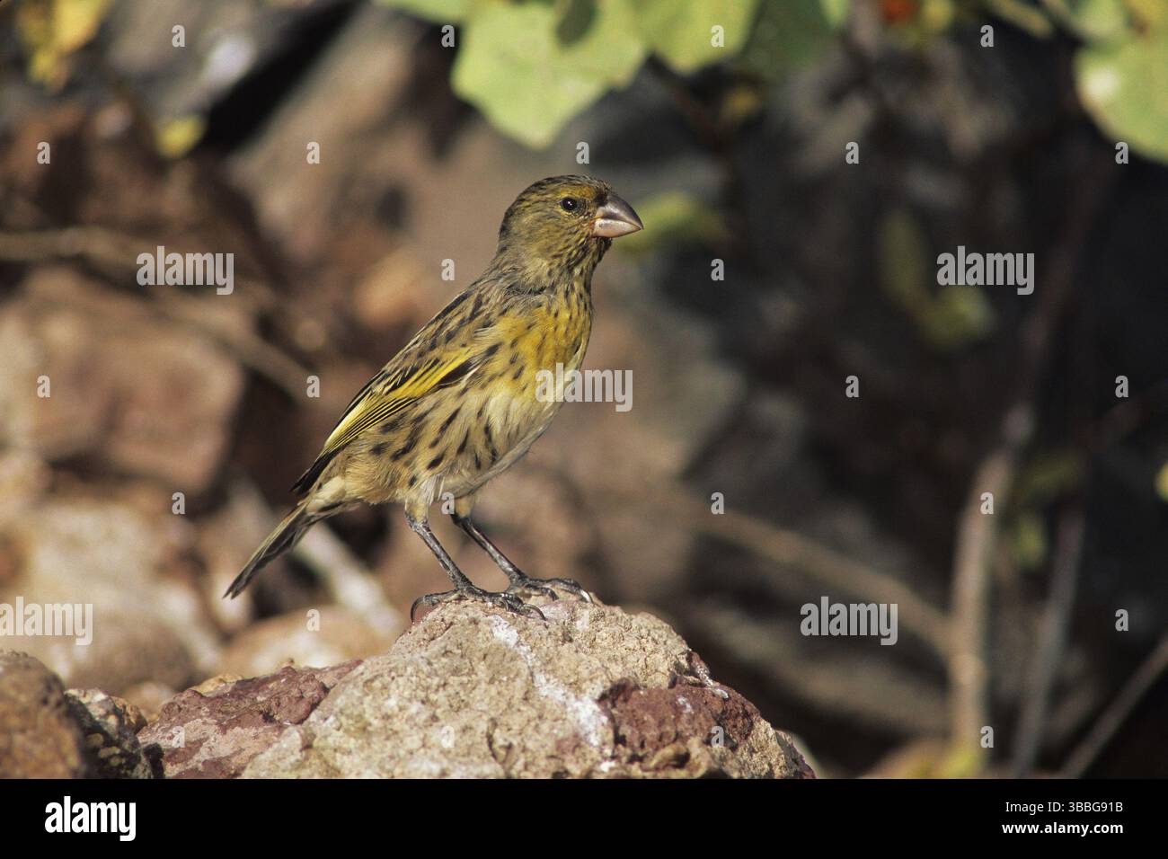 Nihoa Finch, Telespiza ultima, Hawaii, Nihoa, Hawaiian Honeycreeper, specie in pericolo Foto Stock