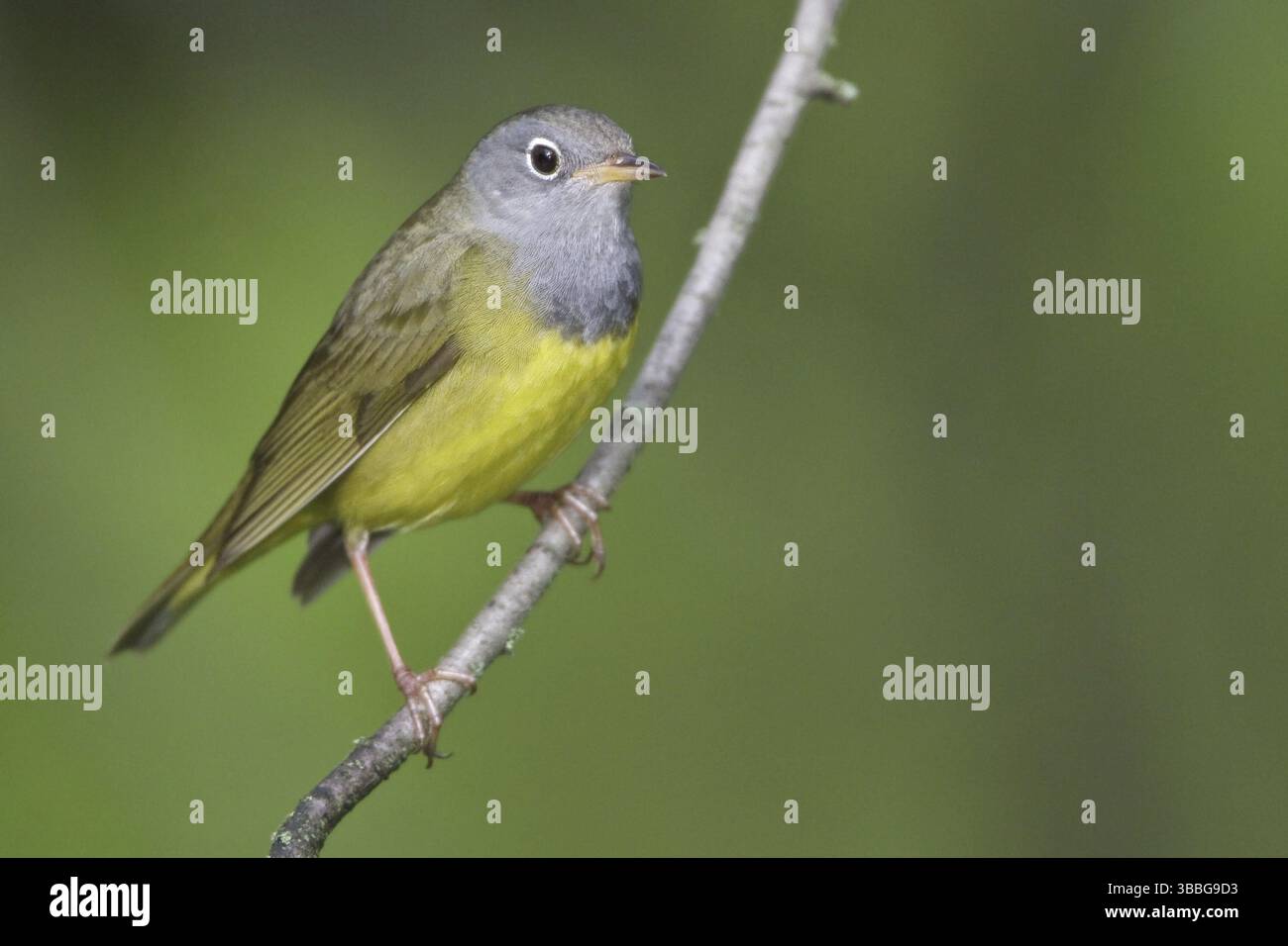Connecticut Warbler (Oporornis agilis), Manitoba, Canada, Nord America Foto Stock
