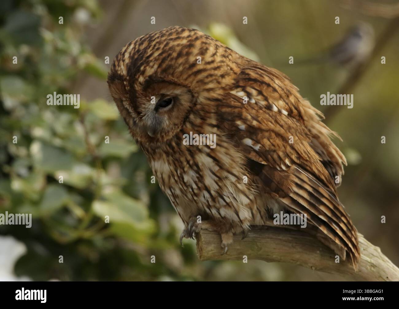Tawny Owl (Strix aluco), Galles, Regno Unito, Europa Foto Stock