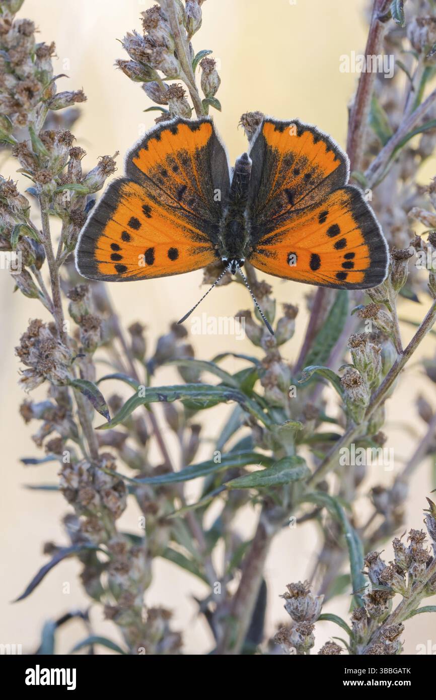 DAS Weibchen des Grossen Feuerfalter Lycaena dispar Foto Stock