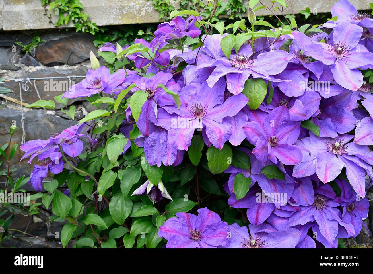 Fiori primaverili viola e rossi di Clematis 'Mrs N. Thompson', giardino britannico maggio Foto Stock