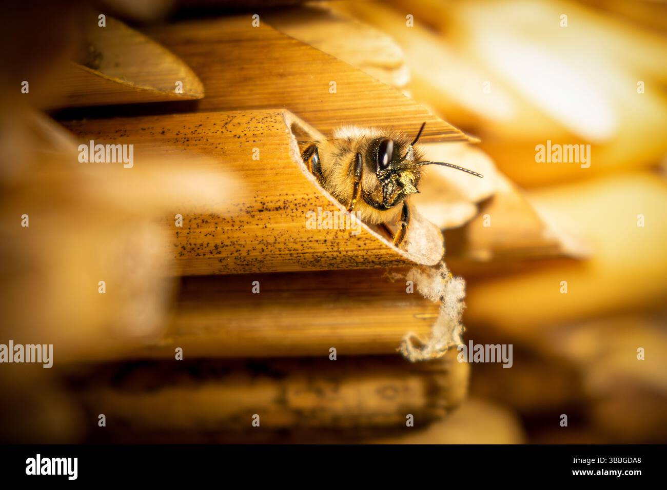 Un'ape solitaria sbircia fuori da un tubo di bambù in un hotel di api, pronta a iniziare il suo lavoro primaverile come impollinatore. Questo primo piano rivela l'affascinante micr Foto Stock