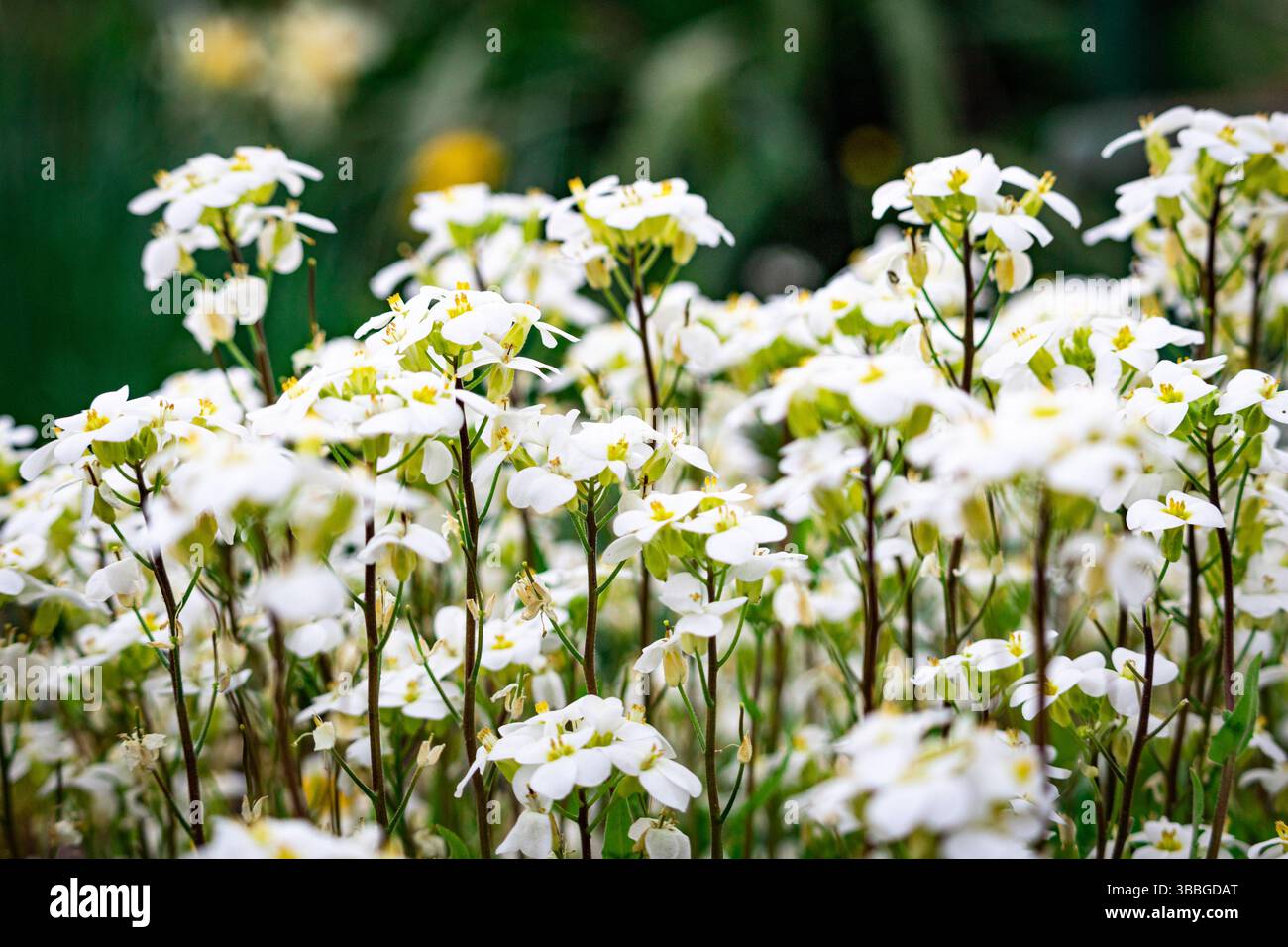 Una lussureggiante striscia di piccoli fiori bianchi fiorisce all'inizio della primavera, i loro delicati petali si ergono in posizione verticale in delicata armonia. Questa tranquilla immagine della natura evoca Foto Stock