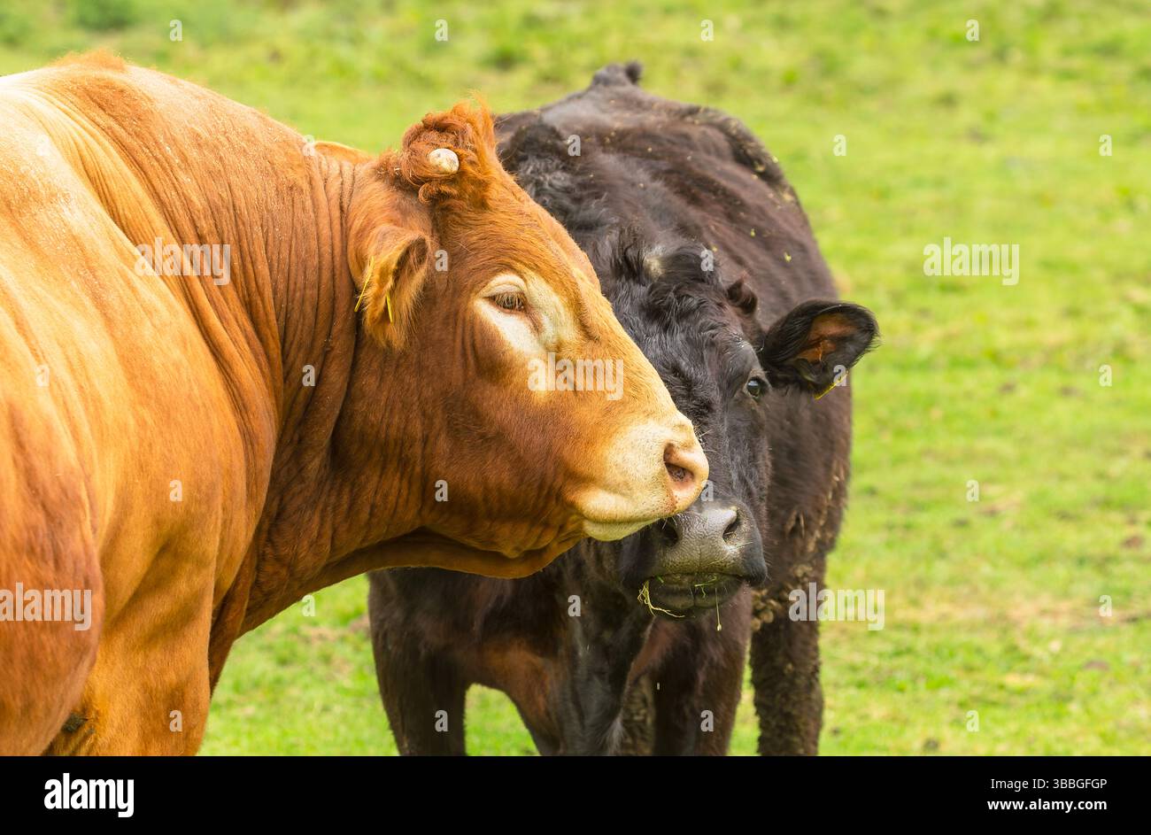 Limousin Bull al pascolo verde segue una mucca nera in calore o estro, annusandola e leccandole, prima di accoppiarsi. North Yorkshire, Regno Unito. Ore Foto Stock
