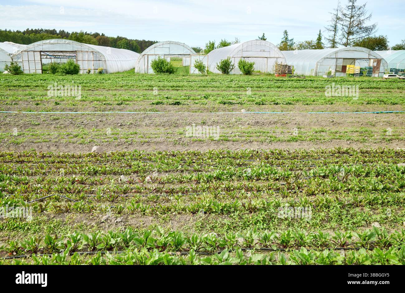 Foto di un'azienda agricola biologica. Foto Stock