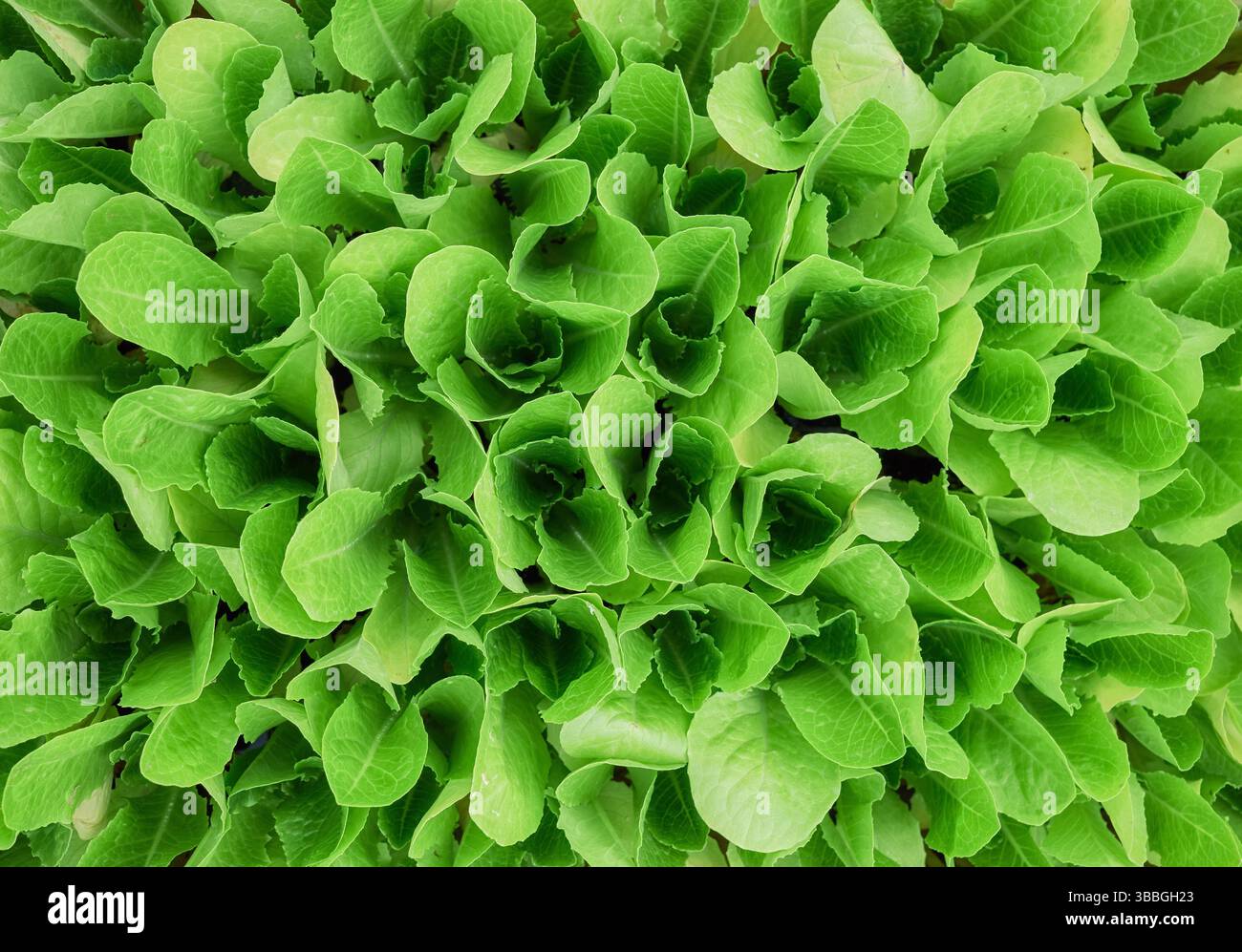 Piantine di verdure a foglia verde, fondo naturale. Foto Stock