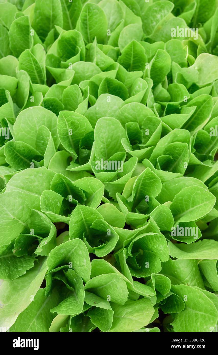 Piantine di verdure a foglia verde, fondo naturale. Foto Stock