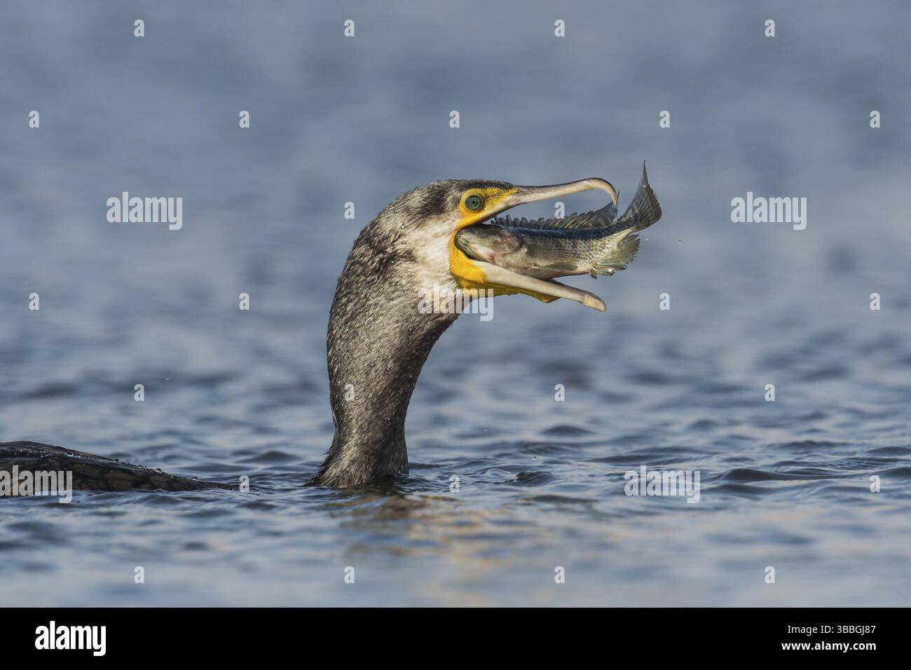 Grande cormorano (Phalacrocorax carbo) mangiando un pesce, Eilat, Israele, Asia Foto Stock