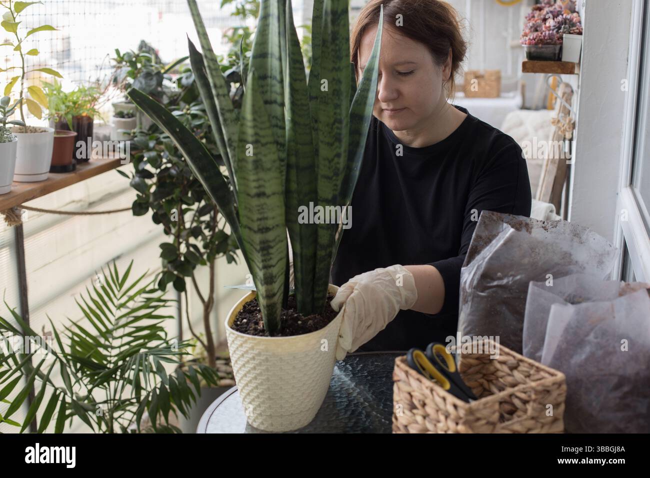 Piantare. Donna adulta che tiene una pianta verde in mano in piedi al chiuso. Concetto di giardinaggio, relax e piantagione Foto Stock