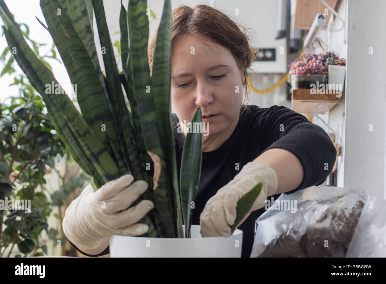 Donna adulta che lavora con una pianta verde in mano con guanti in nitrile in posizione interna. Concetto di giardinaggio, relax e piantagione Foto Stock