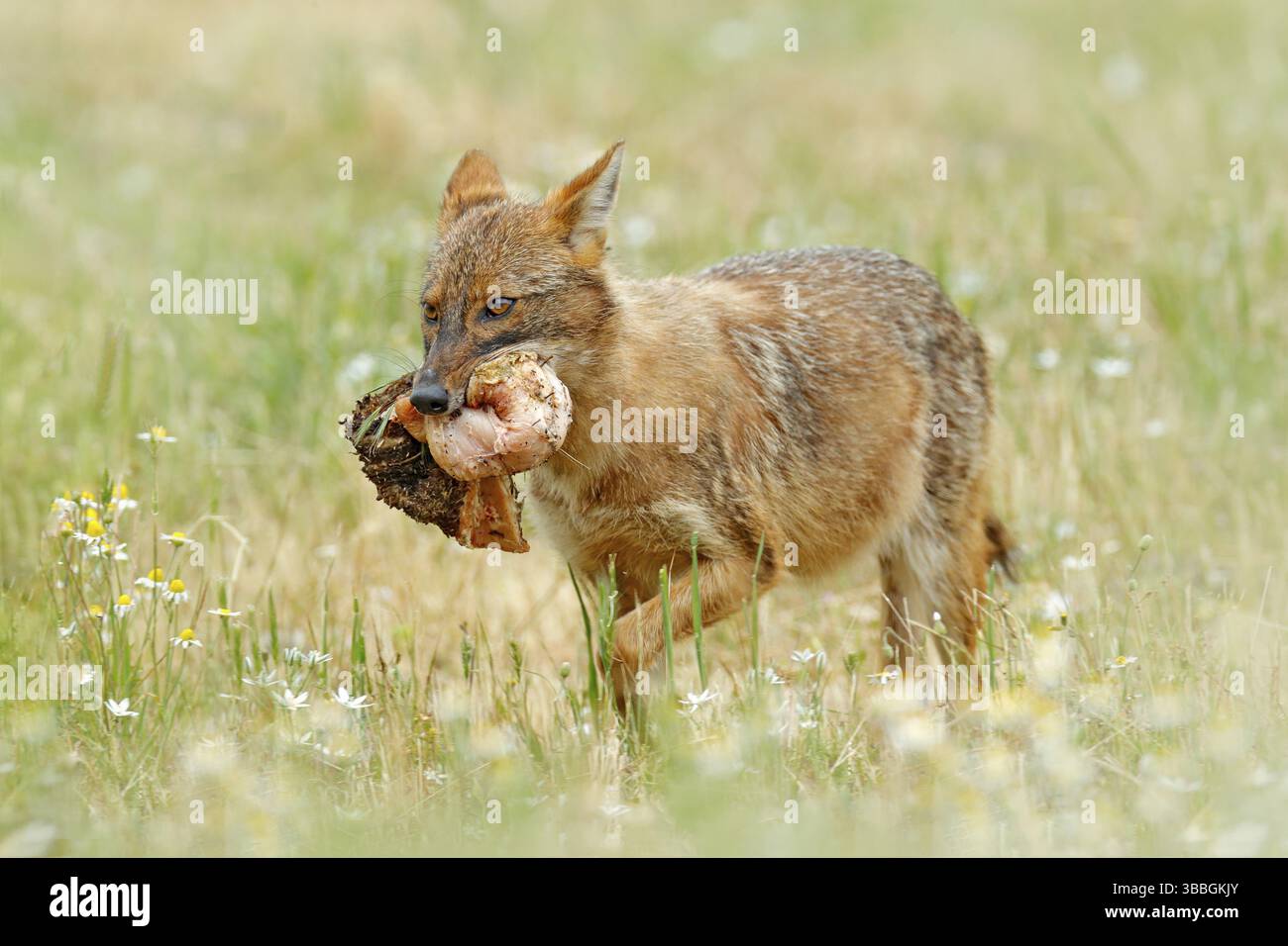 Jackal d'oro, Canis aureus, scena di alimentazione sul prato, Madzharovo, Rhodopes orientale, Bulgaria. Fauna selvatica dai Balcani. Scena di comportamento del cane selvaggio in natura. Foto Stock
