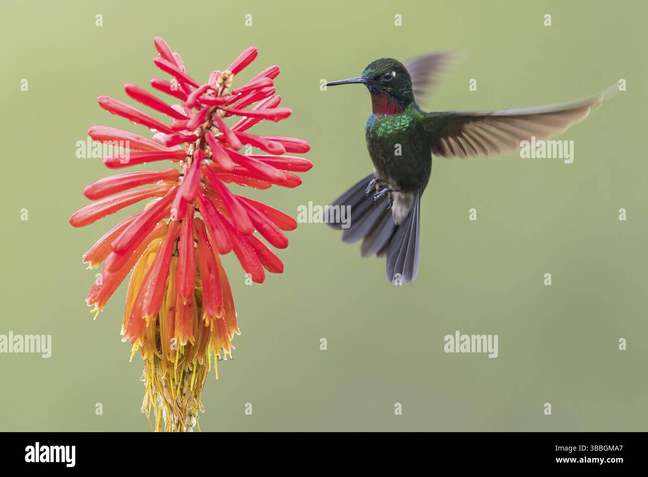 Tourlamine Sunangel (Heliangelus exortis) nutrendosi di un fiore in Colombia, Sud America Foto Stock