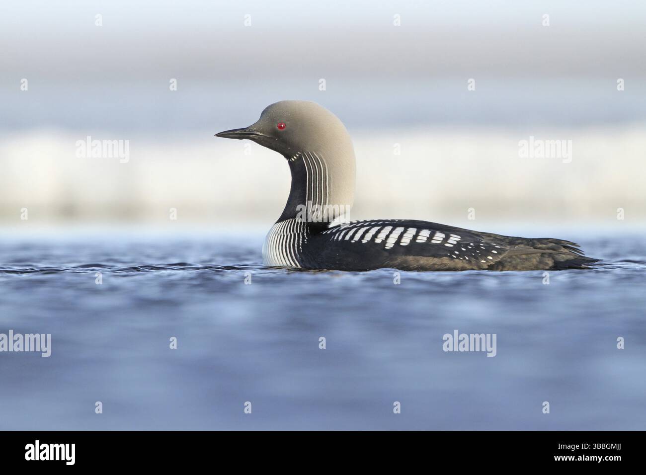 Pacific Loon (Gavia pacifica), Alaska, Stati Uniti, Nord America Foto Stock