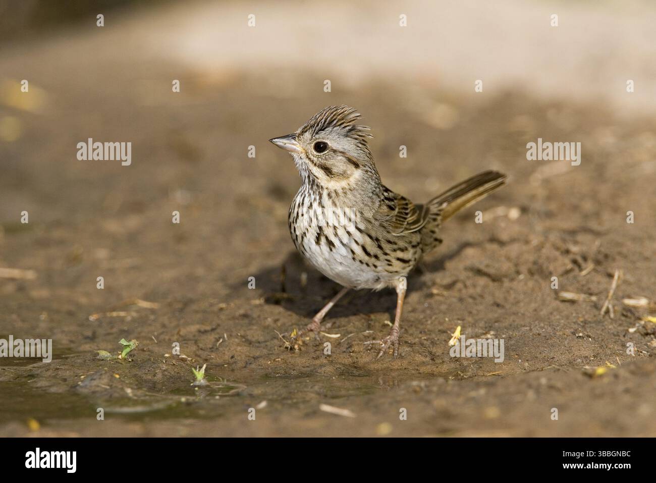 Lincoln's Sparrow Melospiza lincolnii McAllen, Texas, Stati Uniti 28 marzo Adult Emberizidae Foto Stock