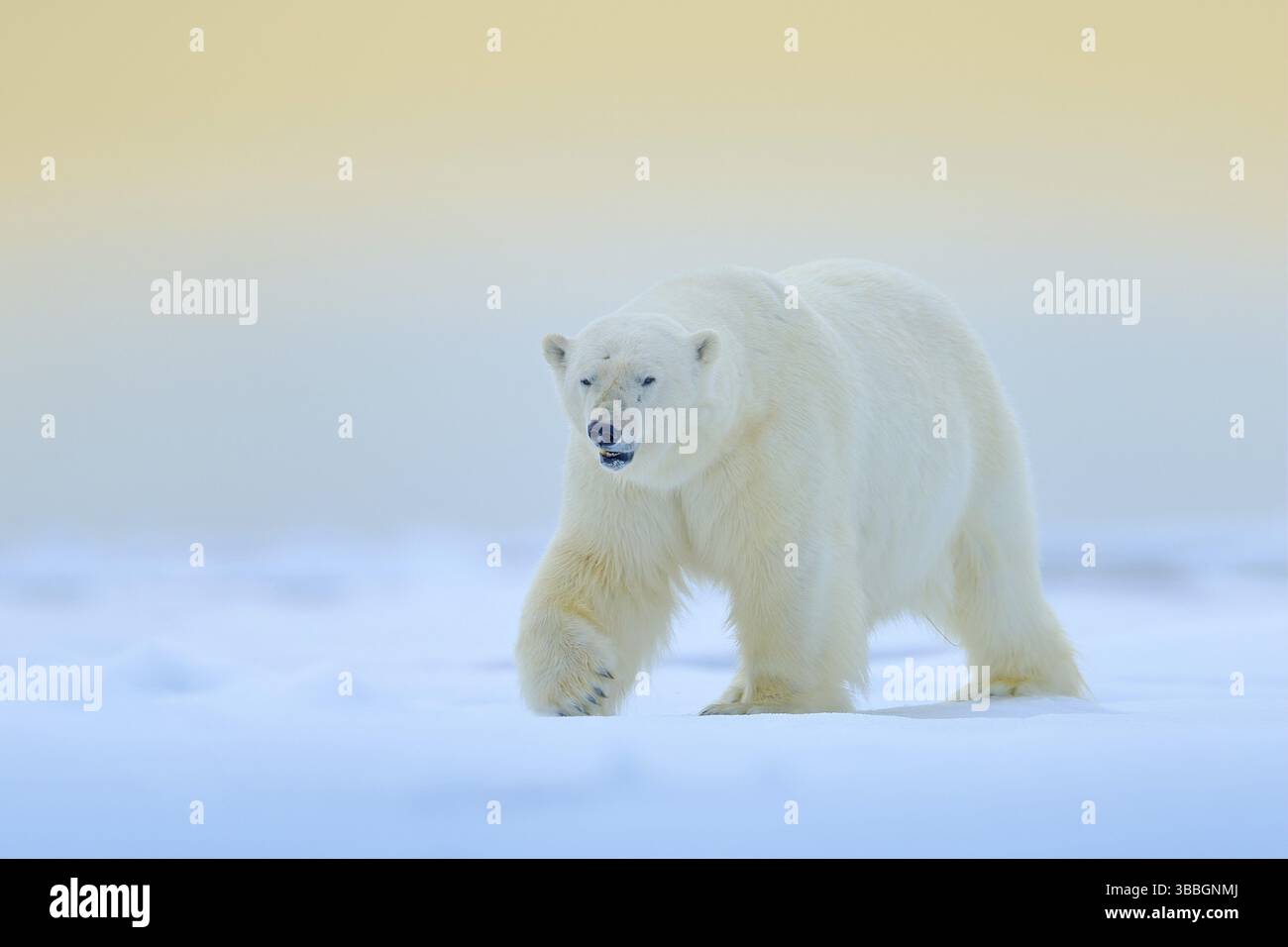 Orso polare sul bordo di ghiaccio di deriva con neve e acqua a Manitoba, Canada. Animale bianco nell'habitat naturale. Scena della fauna selvatica dalla natura. Orso pericoloso w Foto Stock