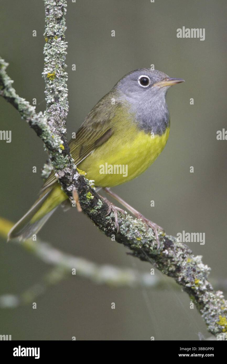 Connecticut Warbler (Oporornis agilis), Manitoba, Canada, Nord America Foto Stock