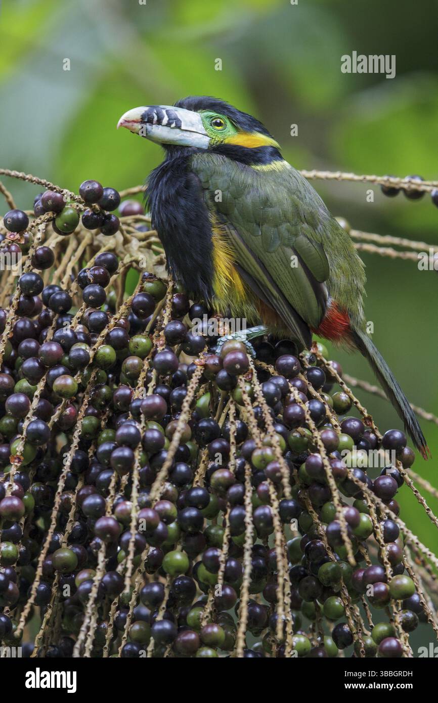 Toucanet (Selenidera maculirostris) a base di palme nella foresta pluviale atlantica del sud-est del Brasile Foto Stock