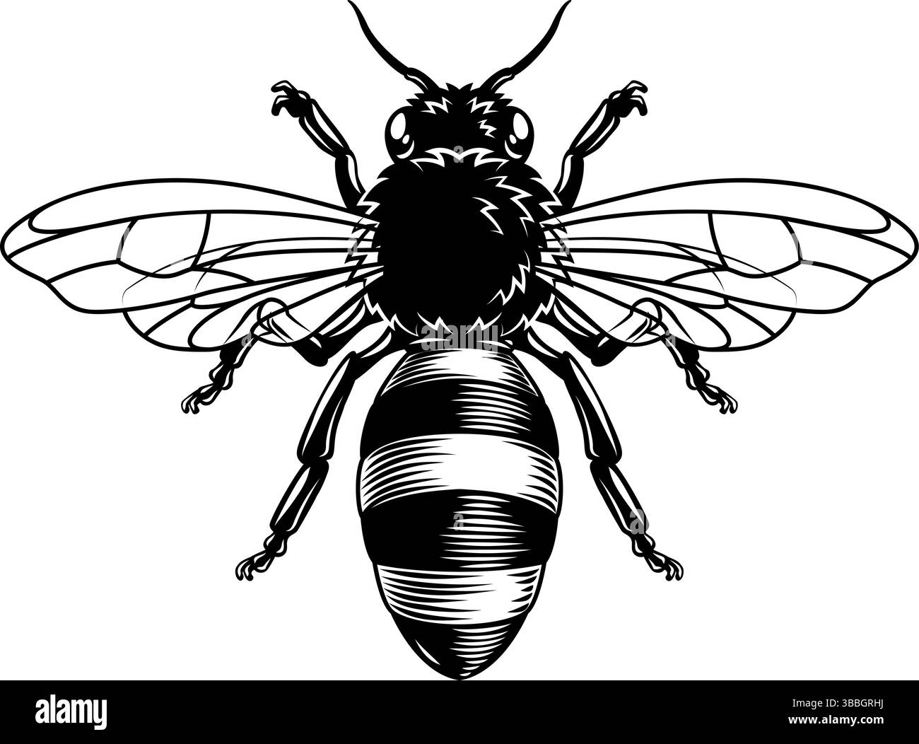 Illustrazione d'epoca della regina Bumble Bee Honeybee Illustrazione Vettoriale