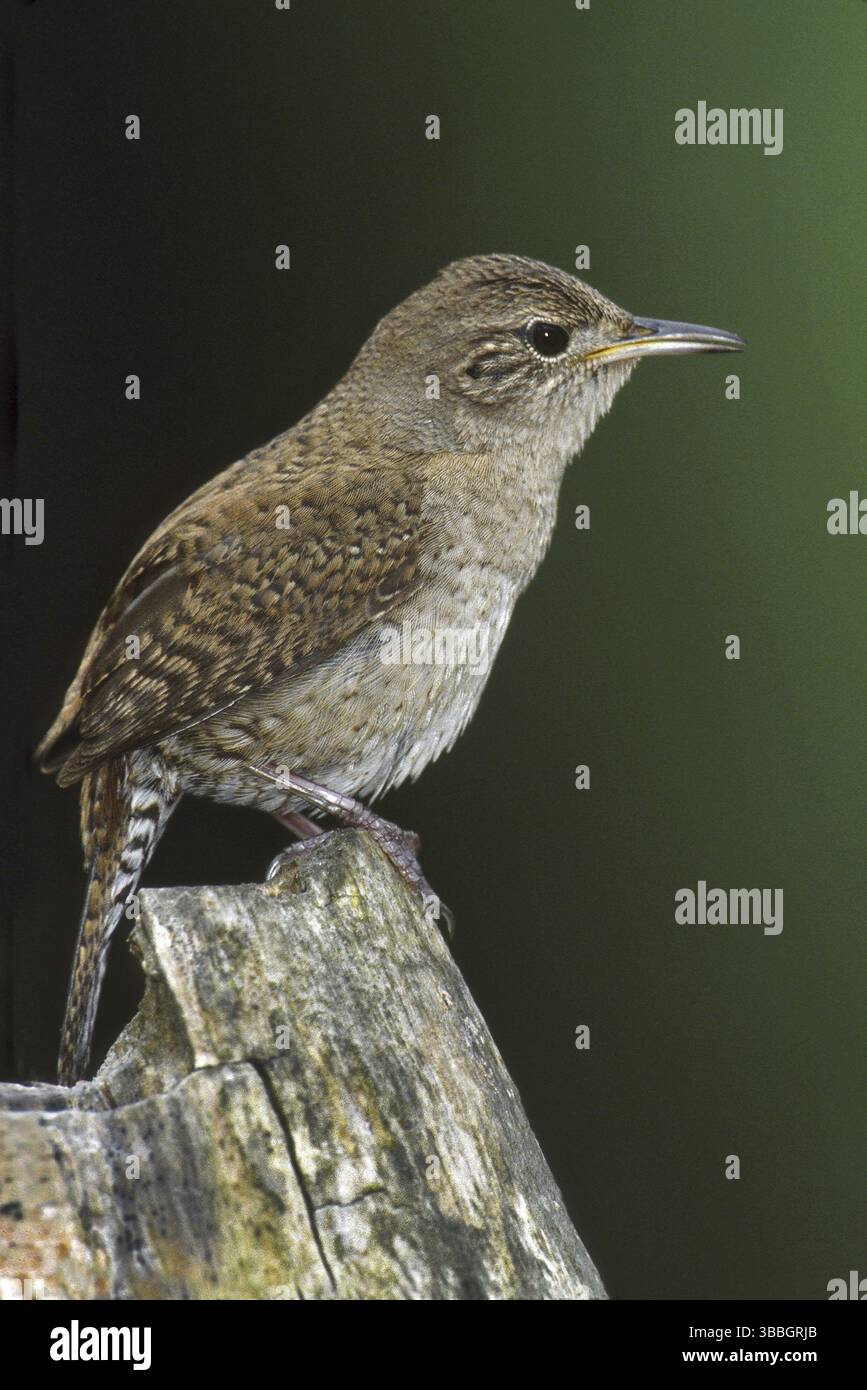 House Wren (Troglodytes aedon), Ohio, Stati Uniti, Nord America Foto Stock