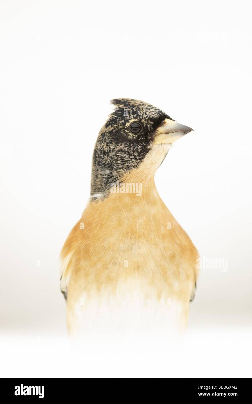 Brambling (Fringilla montifringilla) maschio sulla neve, Baviera, Germania, Europa Foto Stock