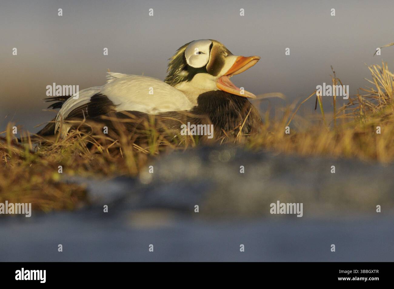 Spectacled Eider (Somateria fischeri) che si nutre su un piccolo stagno sulla tundra nell'Alaska settentrionale Foto Stock