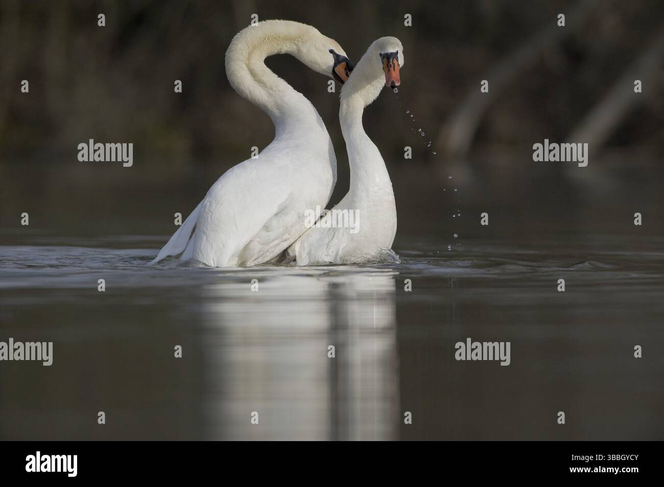 Mute Swan (Cygnus olor) Mating, Sassonia, Germania, Europa Foto Stock