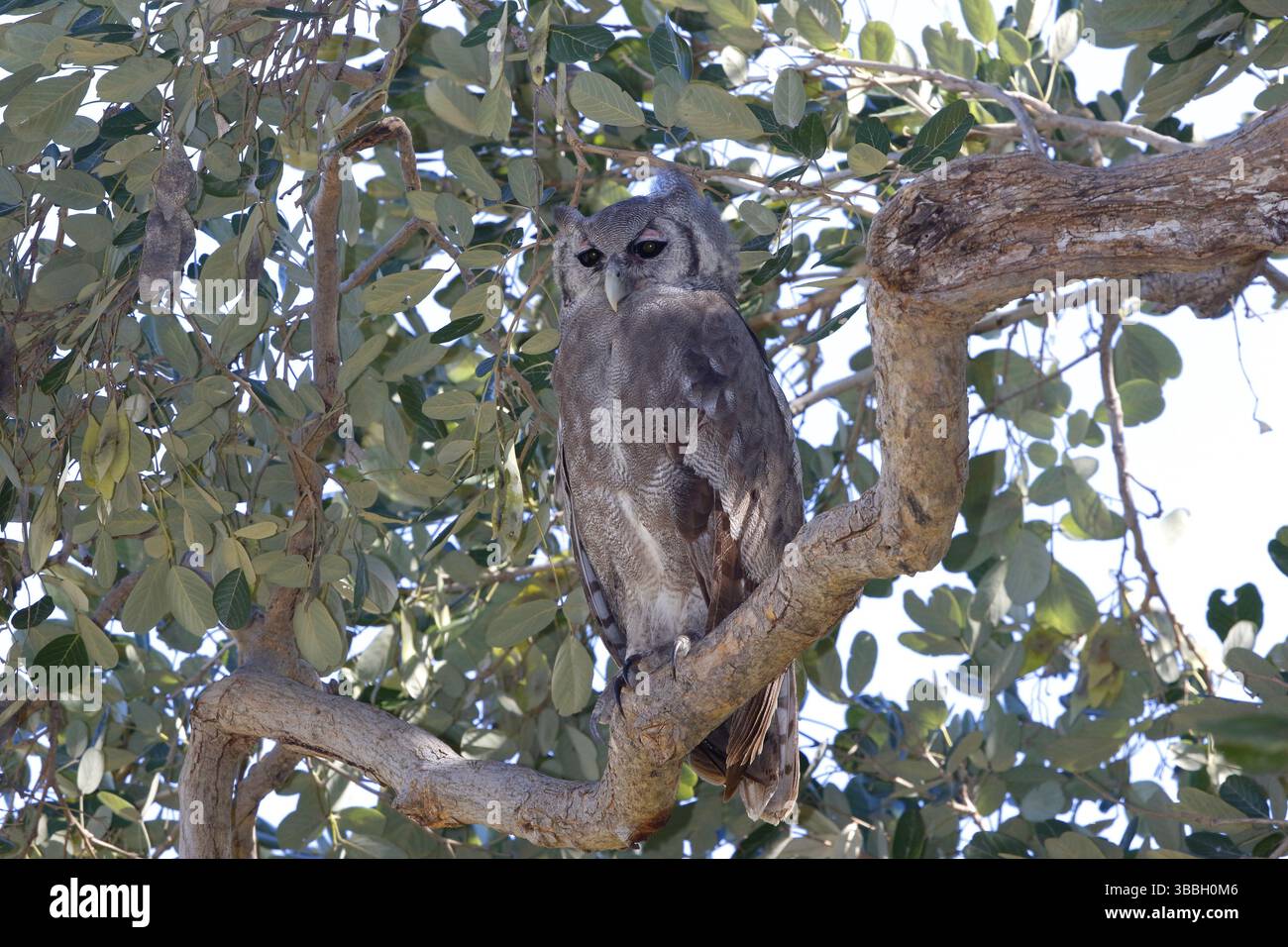 Il gufo dell'Aquila di Verreaux, il bubo lacteus, il Botswana, il Chobe NP, l'Africa Foto Stock