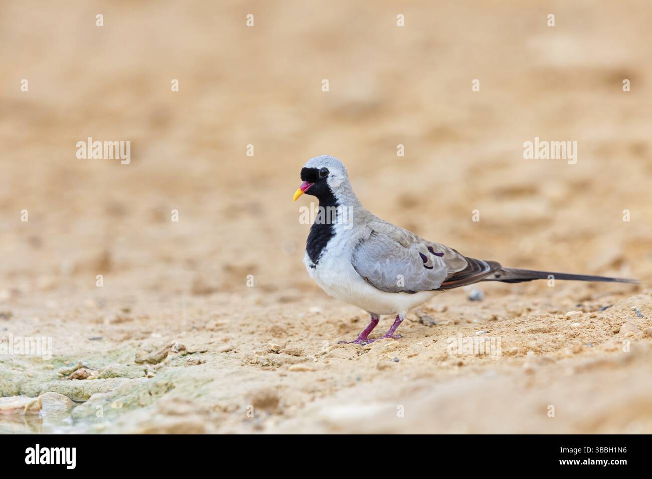 Kaptaeubchen, Namaqua dove, Oena capensis Foto Stock