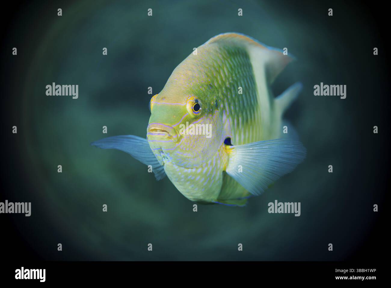 Weisser Riffbarsch, Dischistodus perspicillatus White Damsel, Dischistodus perspicillatus Foto Stock