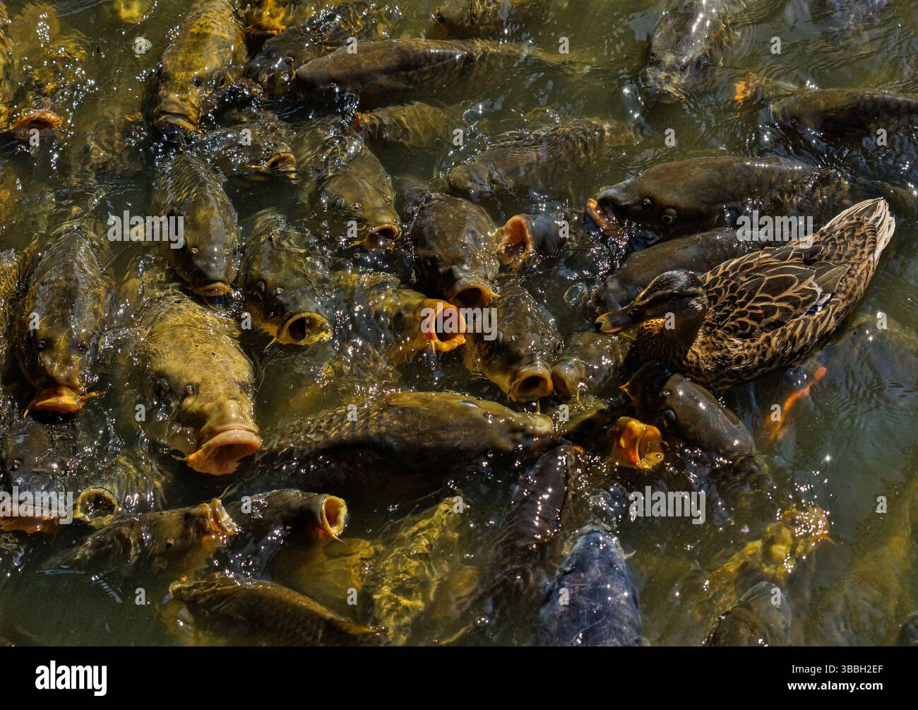 Anatra affamata dai pesci Foto Stock