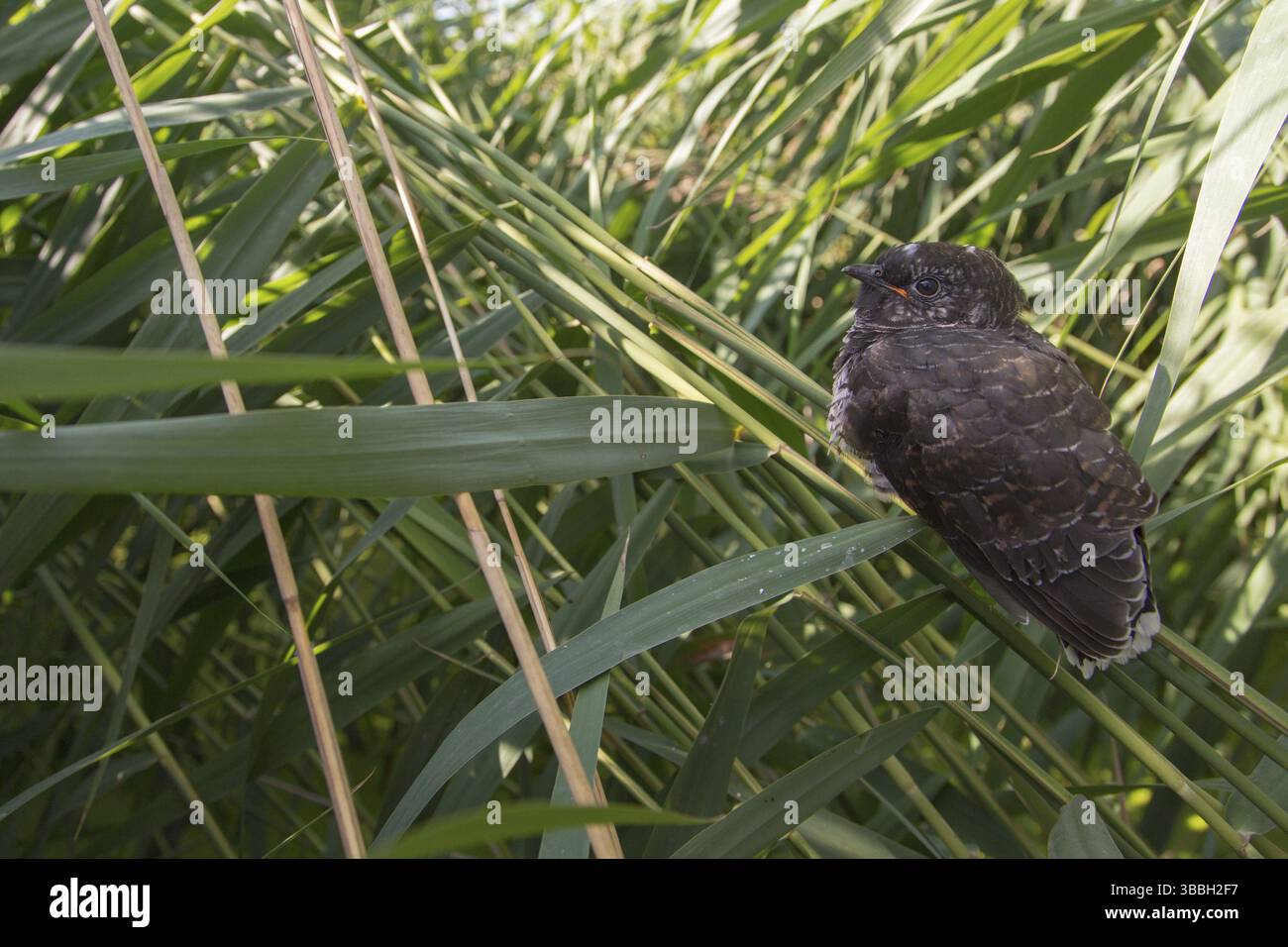 Cuckoo comune (Cuculus canorus) giovanile vicino al nido di un cervo eurasiatico, Sassonia-Anhalt, Germania, Europa Foto Stock