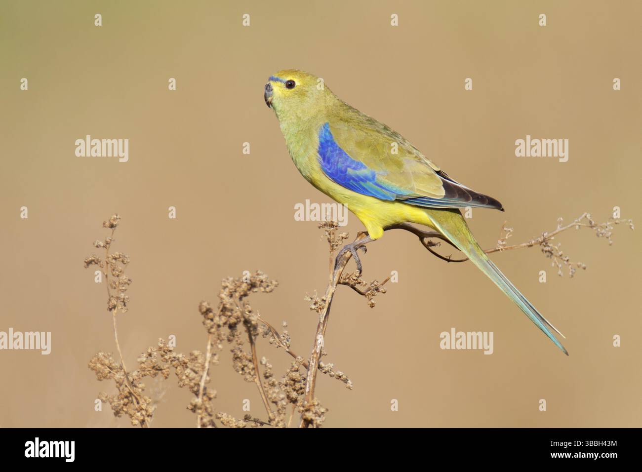 Pappagallo alato blu (Neophema chrysostoma) femmina, Victoria, Australia, Oceania Foto Stock
