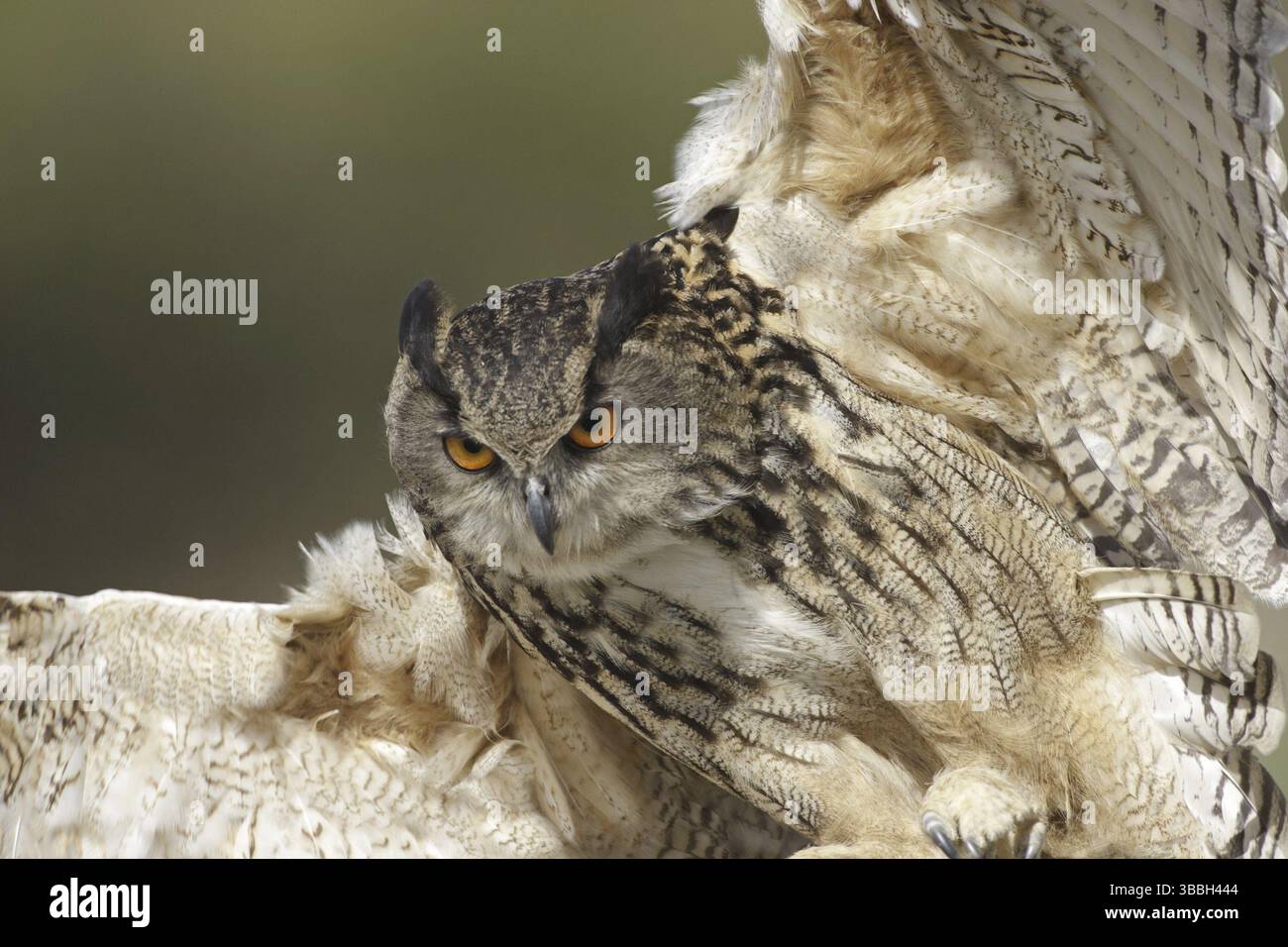 Gufo eurasiatico (bubo bubo), Regno Unito, Europa Foto Stock