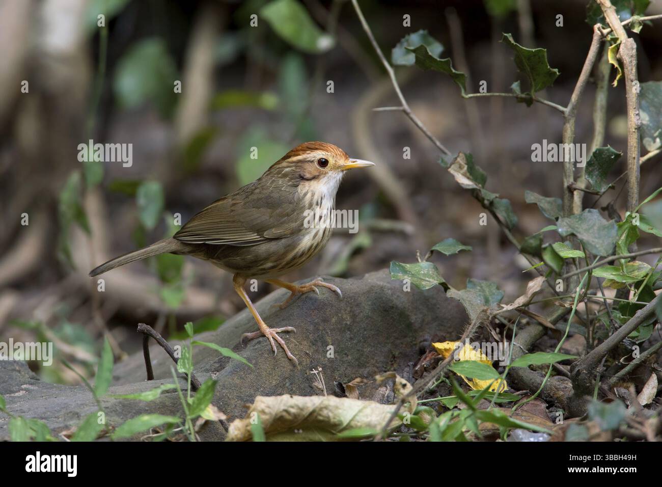 Puff-throated Babbler (Pellorneum ruficeps), Kaeng Krachan, Thailandia, Asia Foto Stock