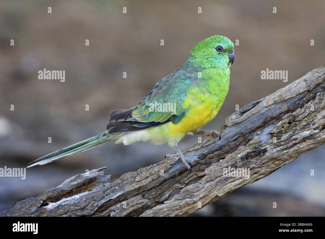 Pappagallo rosso (Psephotus haematonotus) maschile, territorio della capitale australiana, Australia, Oceania Foto Stock