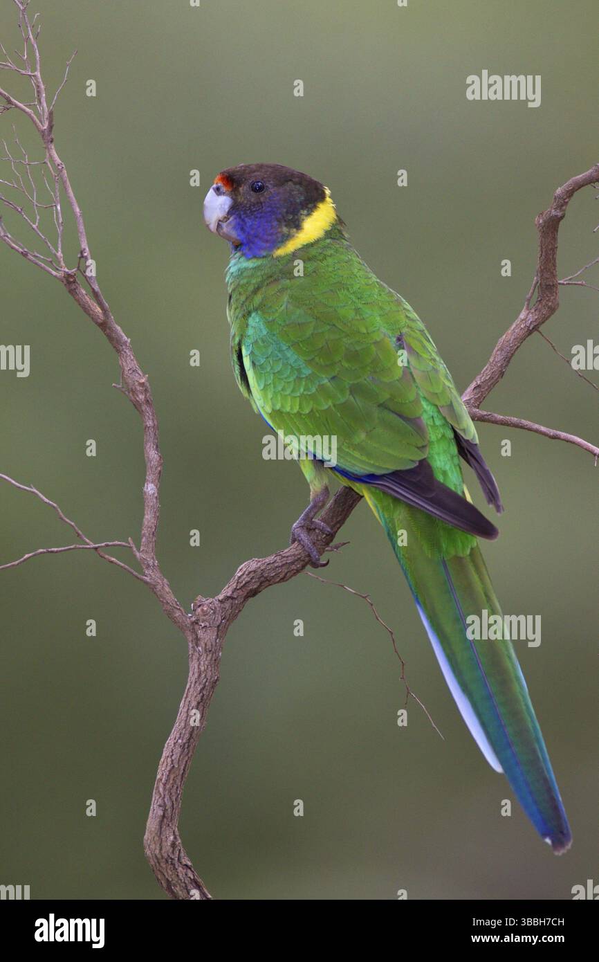 Ventotto pappagalli (Barnardius zonarius semitorquatus), Australia Occidentale, Australia, Oceania Foto Stock