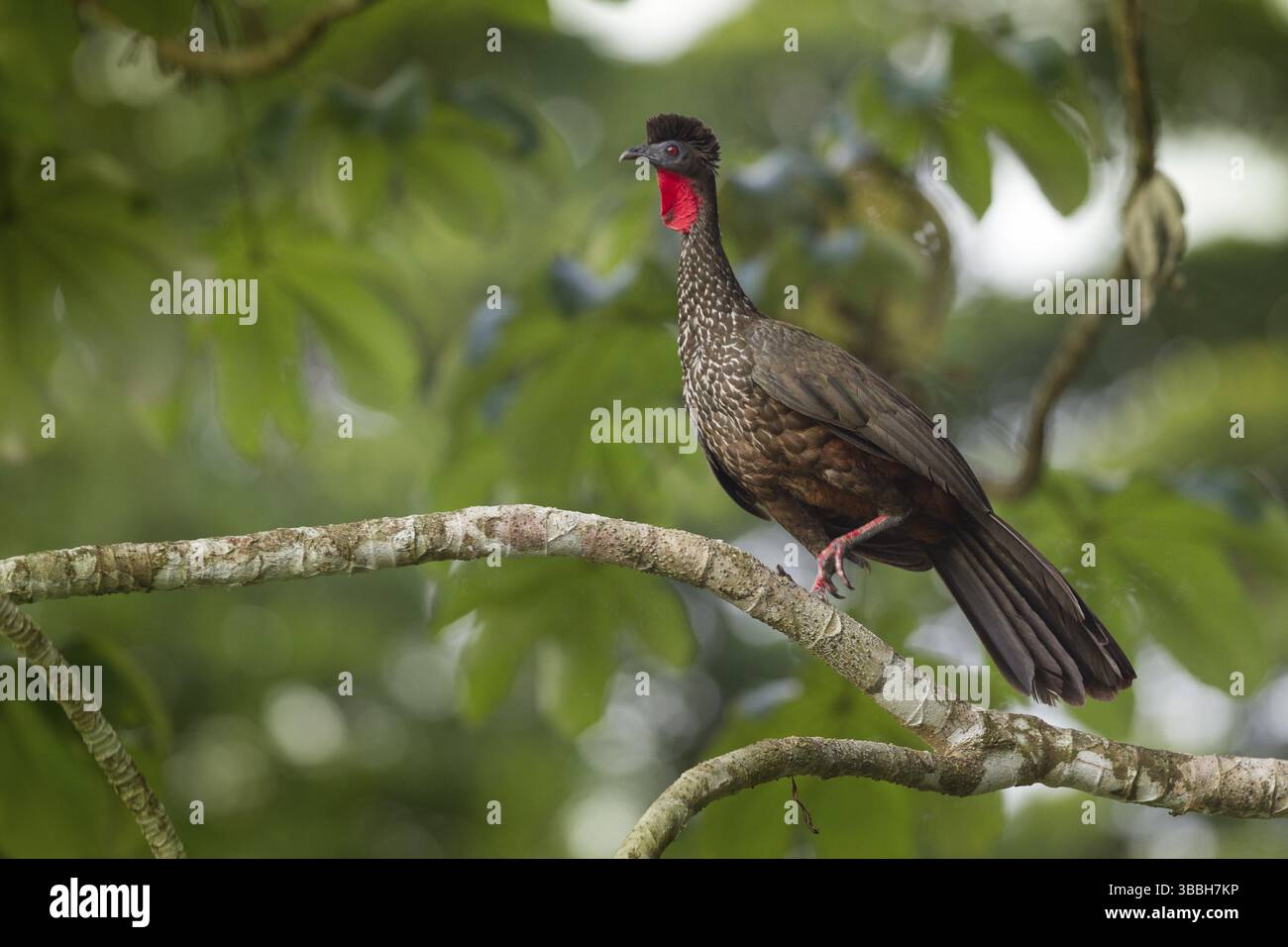guan crestato nel parco nazionale del Corcovado Foto Stock