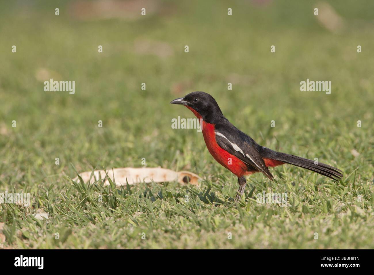 Shrike petto Crimson (Laniarius atrococcineus), Namibia, Africa Foto Stock