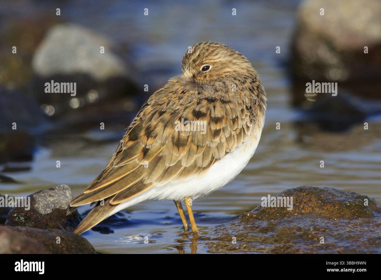 Temminck's stint (Calidris temminckii), Grecia, Europa Foto Stock