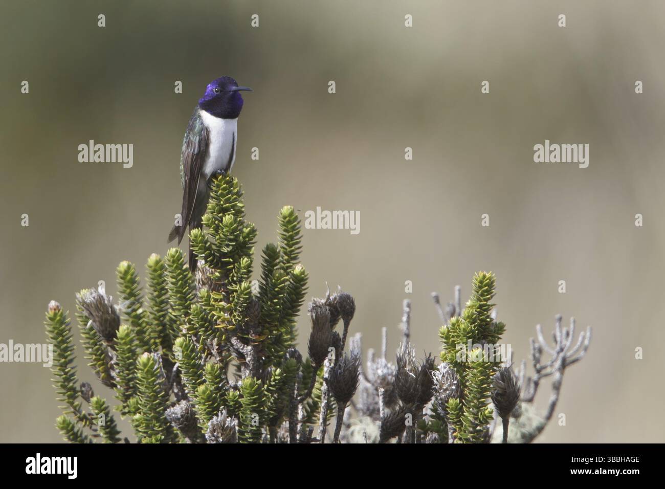 Ecuador Hillstar (Oreotrochilus chimborazo), Ecuador, Sud America Foto Stock