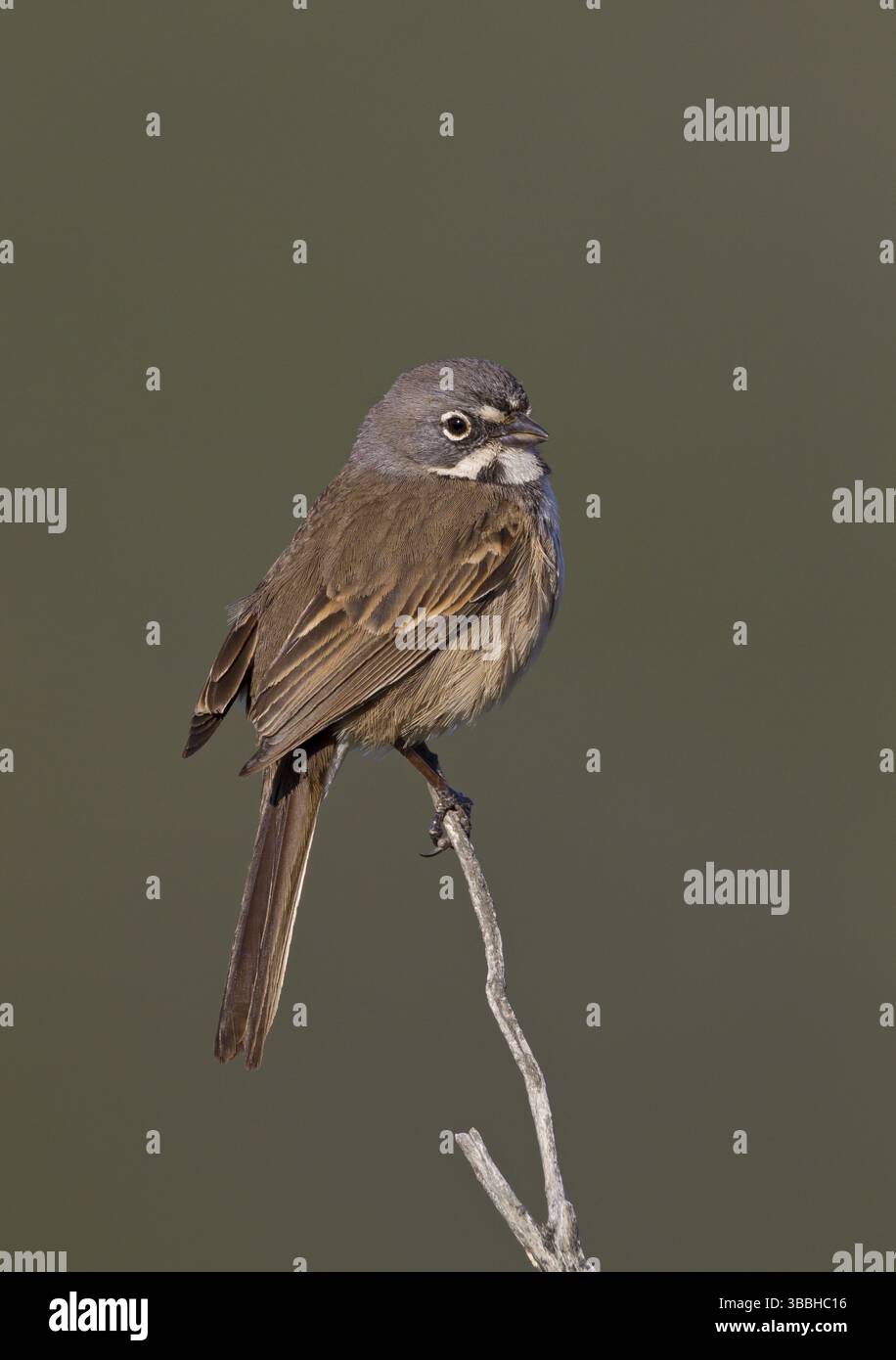 Bell's Sparrow (Artemisiospiza belli), California, Stati Uniti, Nord America Foto Stock