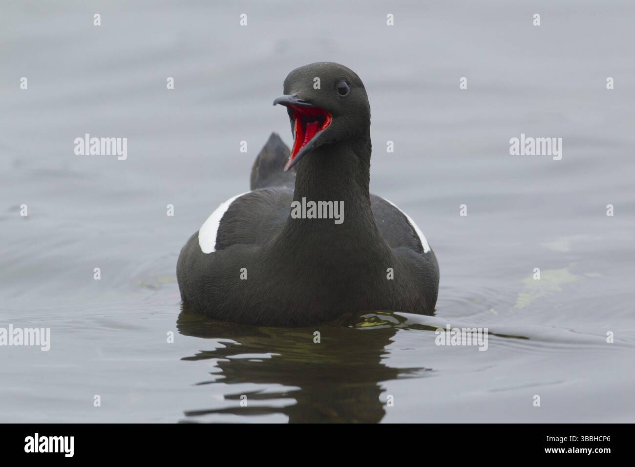 Black Guillemot (Cepphus grylle) Calling, Scozia, Regno Unito, Europa Foto Stock
