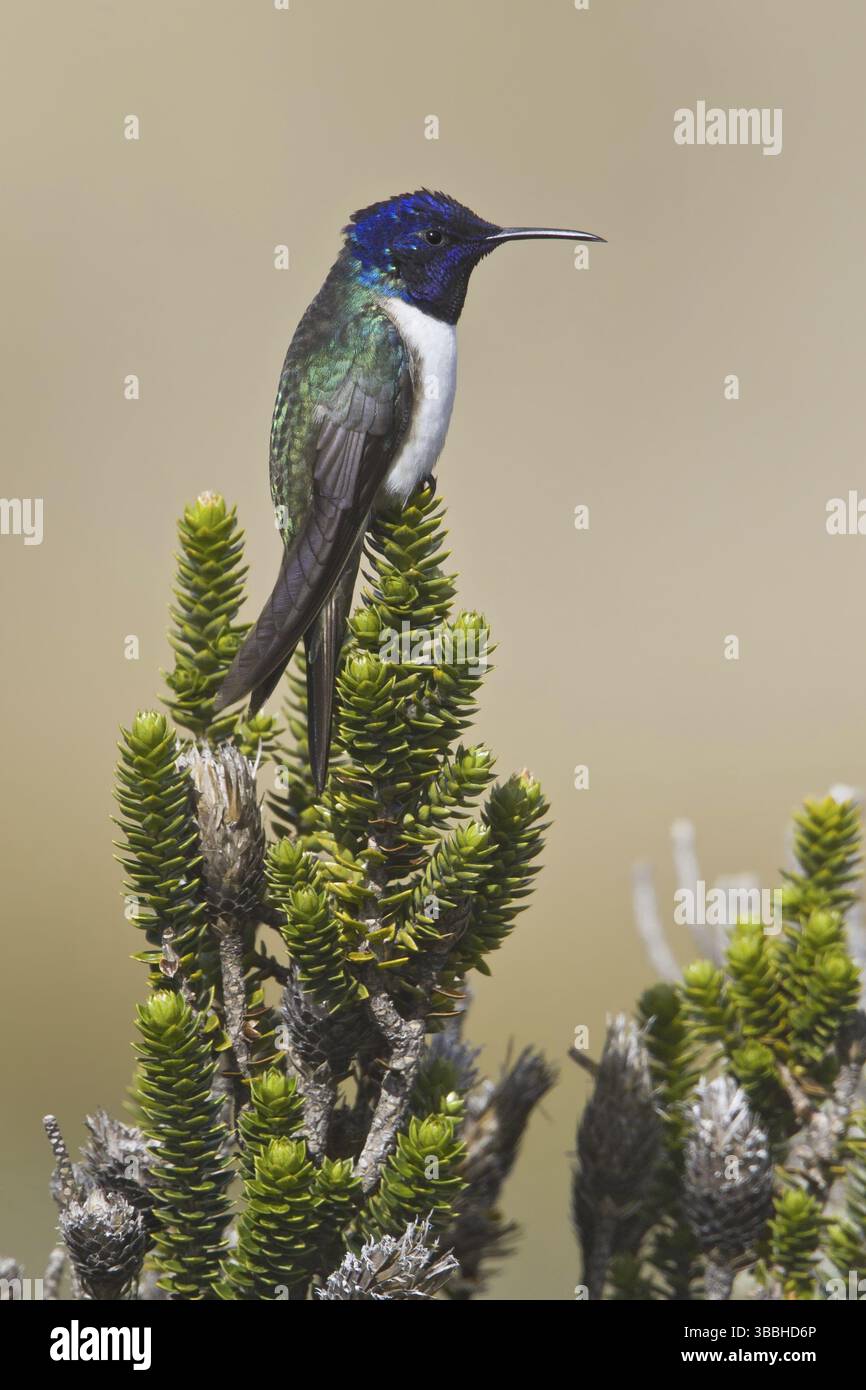 Ecuador Hillstar (Oreotrochilus chimborazo), Ecuador, Sud America Foto Stock