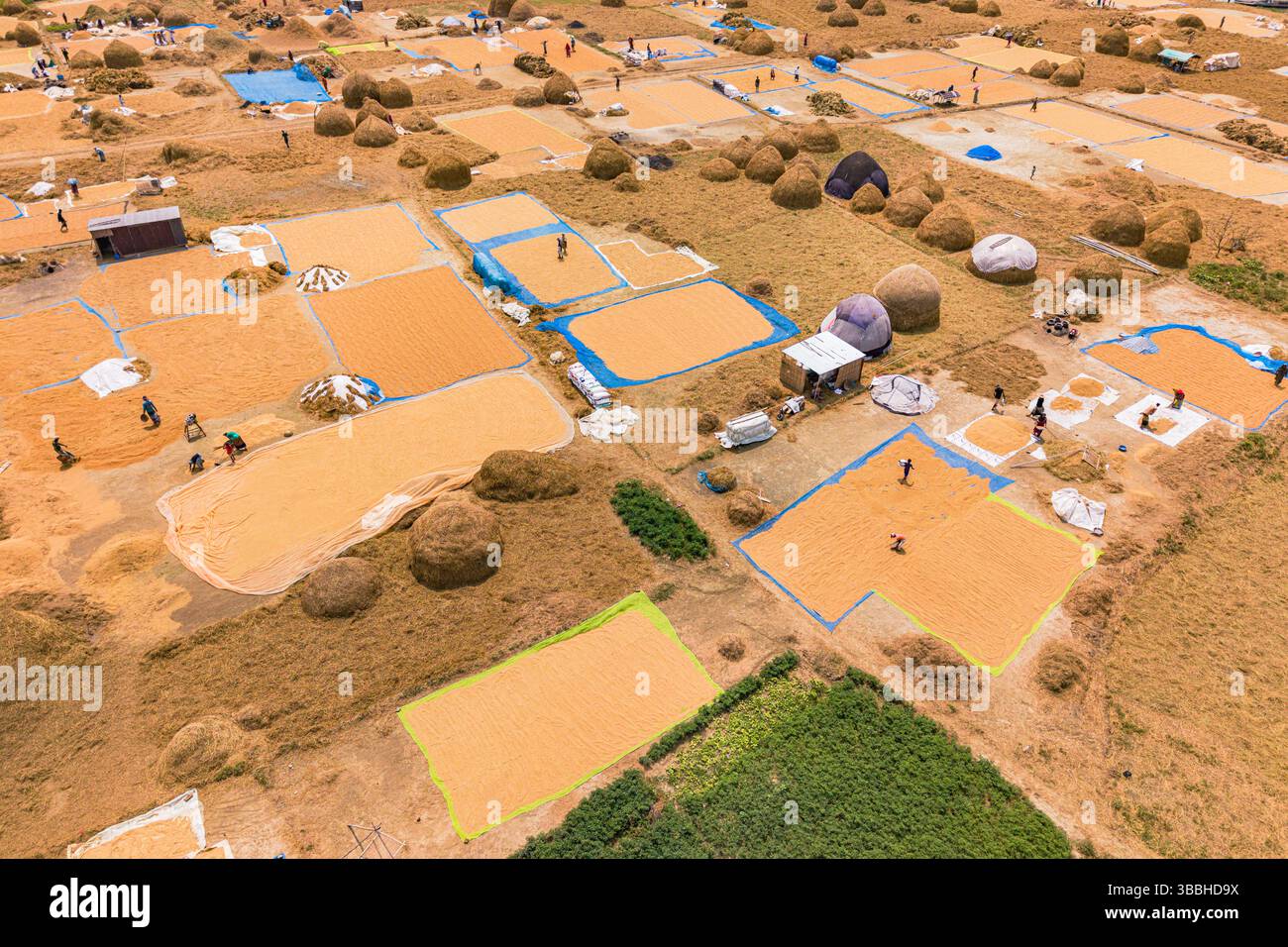 Vista dall'alto del campo di lavorazione del riso Foto Stock