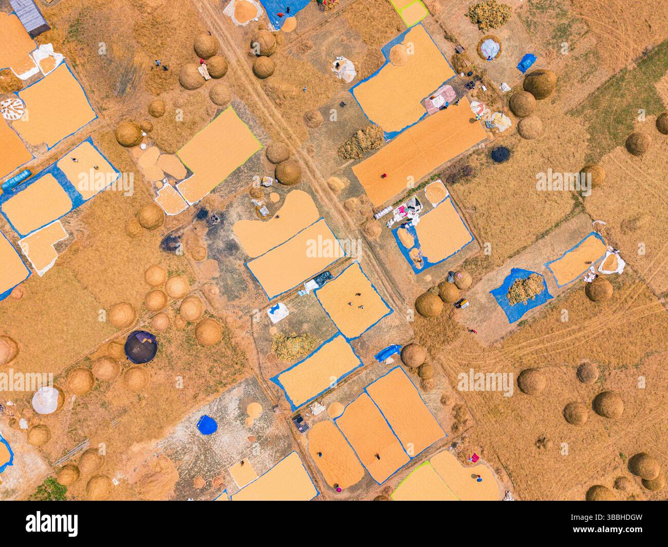 Vista dall'alto del campo di lavorazione del riso Foto Stock